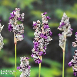 Thalia dealbata (Marginal Aquatic)