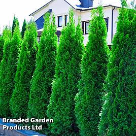 Thuja occidentalis Smaragd (Hedging)