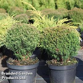 Thuja occidentalis Teddy