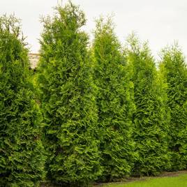 Thuja occidentalis King Of Brabant
