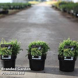 Thuja occidentalis Piccadilly