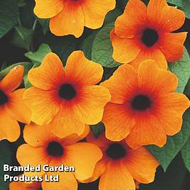 Thunbergia Sunny Susy Glow
