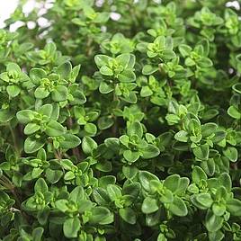 Thyme