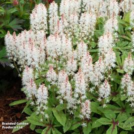 Tiarella Spring Symphony