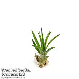 Tillandsia brachycaulos x abdita