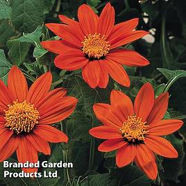 Tithonia rotundifolia Fiesta del Sol - Seeds