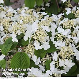 Viburnum plicatum f. tomentosum Mariesii