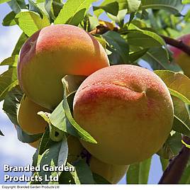 Peach Rochester
