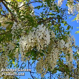 Wisteria brachybotrys Kapiteyn Fuji