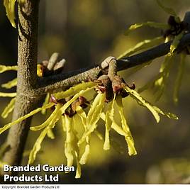 Hamamelis x intermedia Arnold Promise