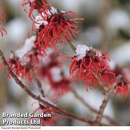 Hamamelis × intermedia Böhljes Feuerzauber