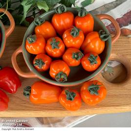 Tomato Appleberry Luscious Orange