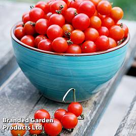 Tomato Bite Size Seeds