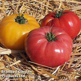 Tomato Buffalo Trio (Grafted)