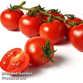 Tomato Crokini F1 - Seeds
