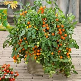 Tomato Double Love Orange