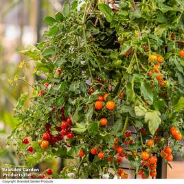 Tomato Freefall Duo