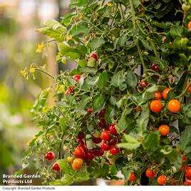 Tomato Freefall Red