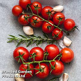Tomato Gardeners Delight