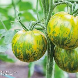 Tomato Green Zebra (Heirloom Salad)