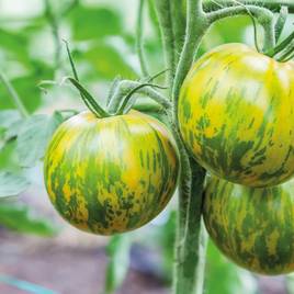 Tomato Green Zebra - Heirloom Tomato Seeds