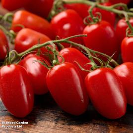 Tomato Mini San Marzano