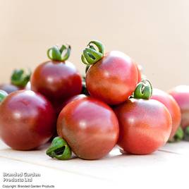 Tomato Rosella (Indeterminate) - Seeds