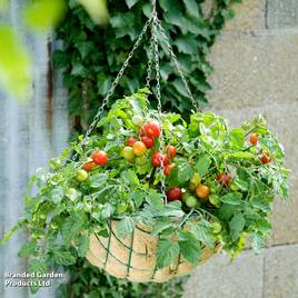 Tomato Tumbling Bella (Terenzo) (Determinate) F1 - Seeds