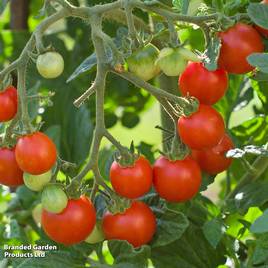 Tomato Tumbling Tom Red