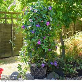 Garden Gear - Black & Pewter Tower Pot
