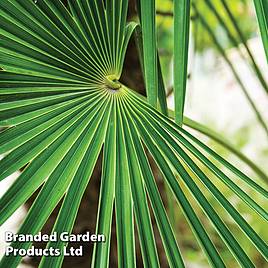 Trachycarpus fortunei - Seeds