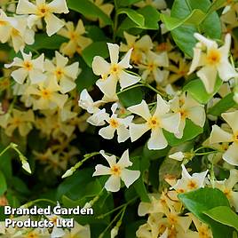 Trachelospermum jasminoides Star of Toscana