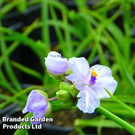 Tradescantia Little Doll