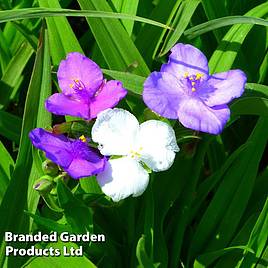 Tradescantia virginiana