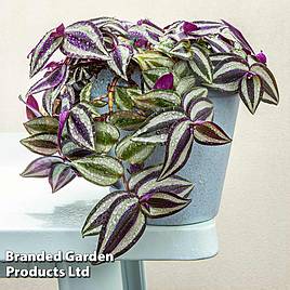 Tradescantia Pink Joy