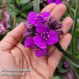 Tradescantia JS® Brainstorm