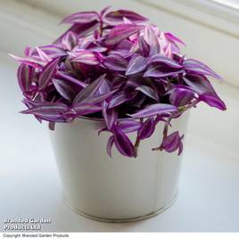 Tradescantia Pink Paradise