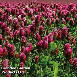 Green Manure Red Clover (Organic) Seeds