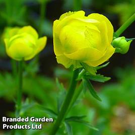 Trollius europaeus Lemon Queen