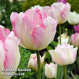 Tulip Angelique