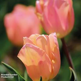 Tulip Apricot Beauty