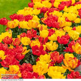 Tulip Baby Blend