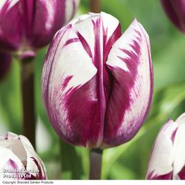 Tulip Blueberry Ripple