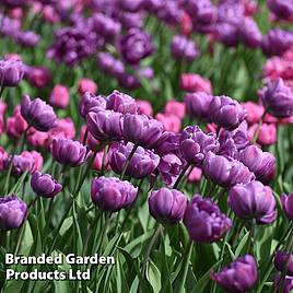 Tulip Blue Diamond