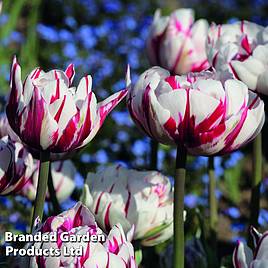 Tulip Carnaval de Nice
