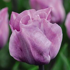 Tulip Carré