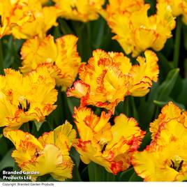 Tulip Caribbean Parrot