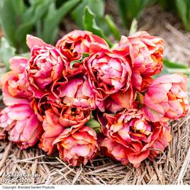 Tulip Coral Ruffles