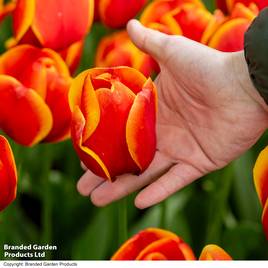 Tulip Dafeng