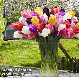 Tulip Everlasting Mixed